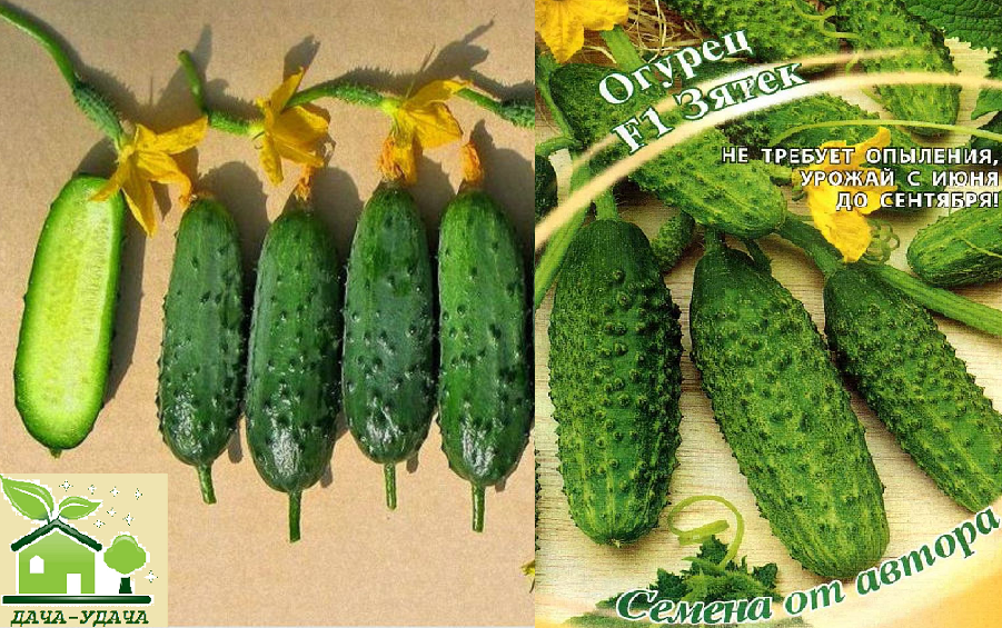 огурец зятек