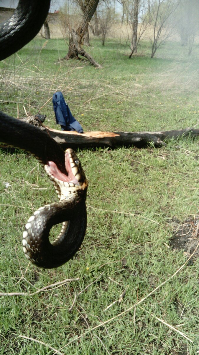 Змеи Ростовской области (краткая информация). | ReptoBlog. | Дзен