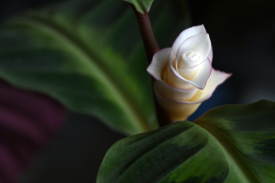 https://cdn.pixabay.com/photo/2019/03/27/19/31/calathea-4085703_960_720.jpg