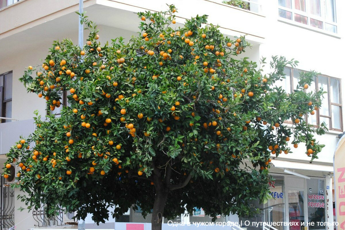 Какими бы древними и знаменитыми не были достопримечательности страны, самое интересное в ней все-таки люди, их традиции, обычаи и жизненный уклад, согласитесь?