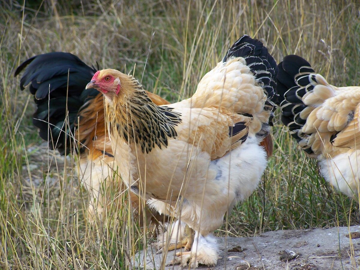 Источник: ЯндексКартинки