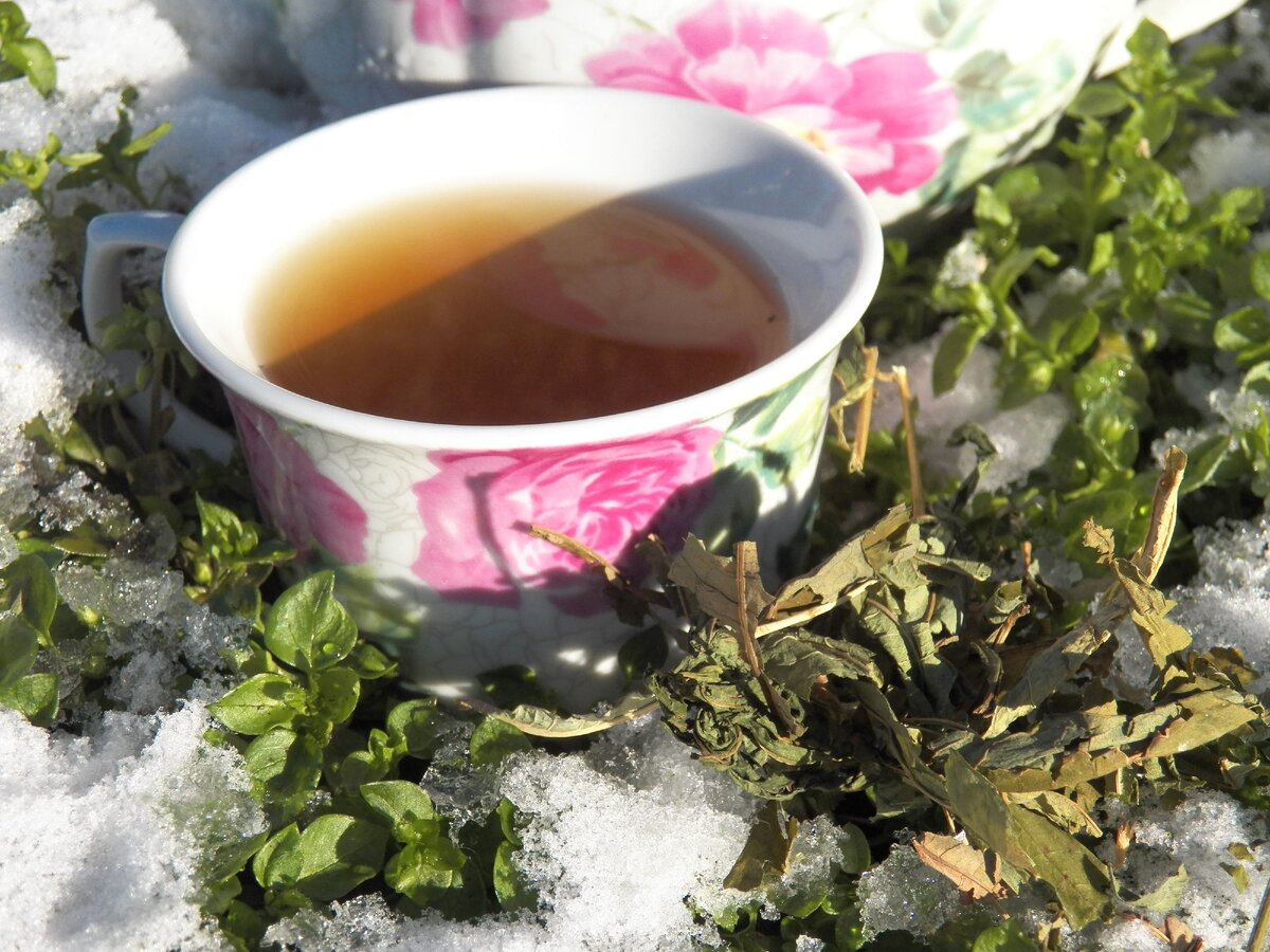 Иван-чай, от болезней выручай