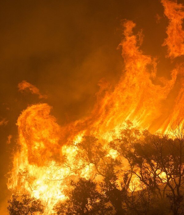 https://cdn.pixabay.com/photo/2018/12/31/21/13/forest-fire-3905868_960_720.jpg 