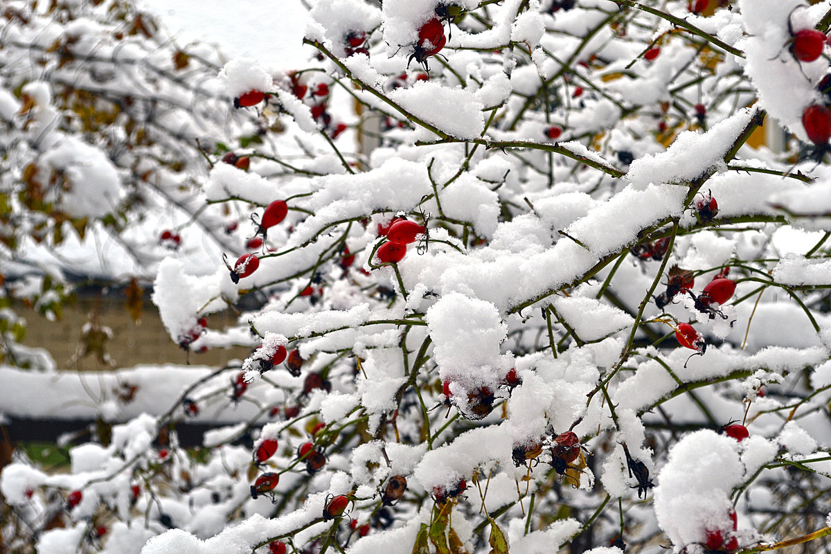 Зима короткая малоснежная довольно мягкая. Зима здесь мягкая с частыми оттепелями. Жаркое лето природная зона. Мария яковлева омск. Прохладное короткое лето и продолжительная холодная зима.