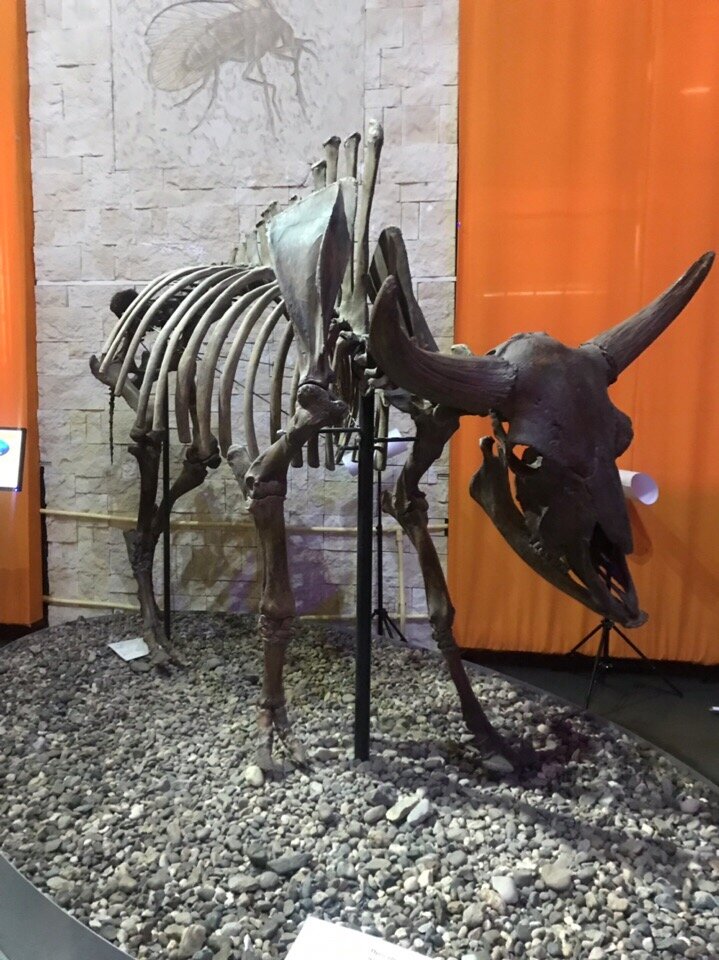 Это фото из музея Пермских древностей. Уж больно мне нравятся скелеты давно ушедших животных.