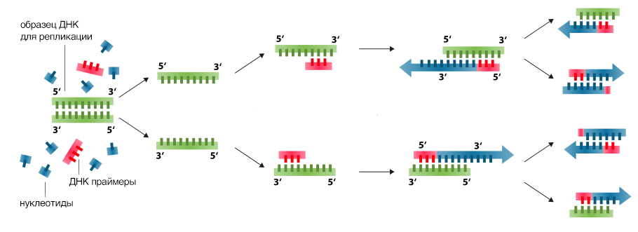 Схема полимеразной цепной реакции

Wikimedia Commons