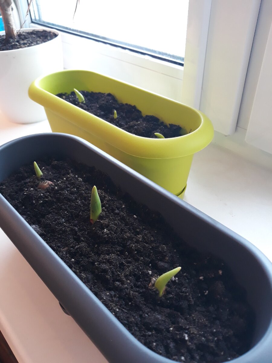 Посадила 6 штук