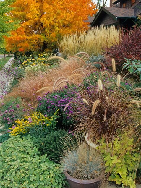 Декоративная трава для сада и клумбы: виды и особенности ухода