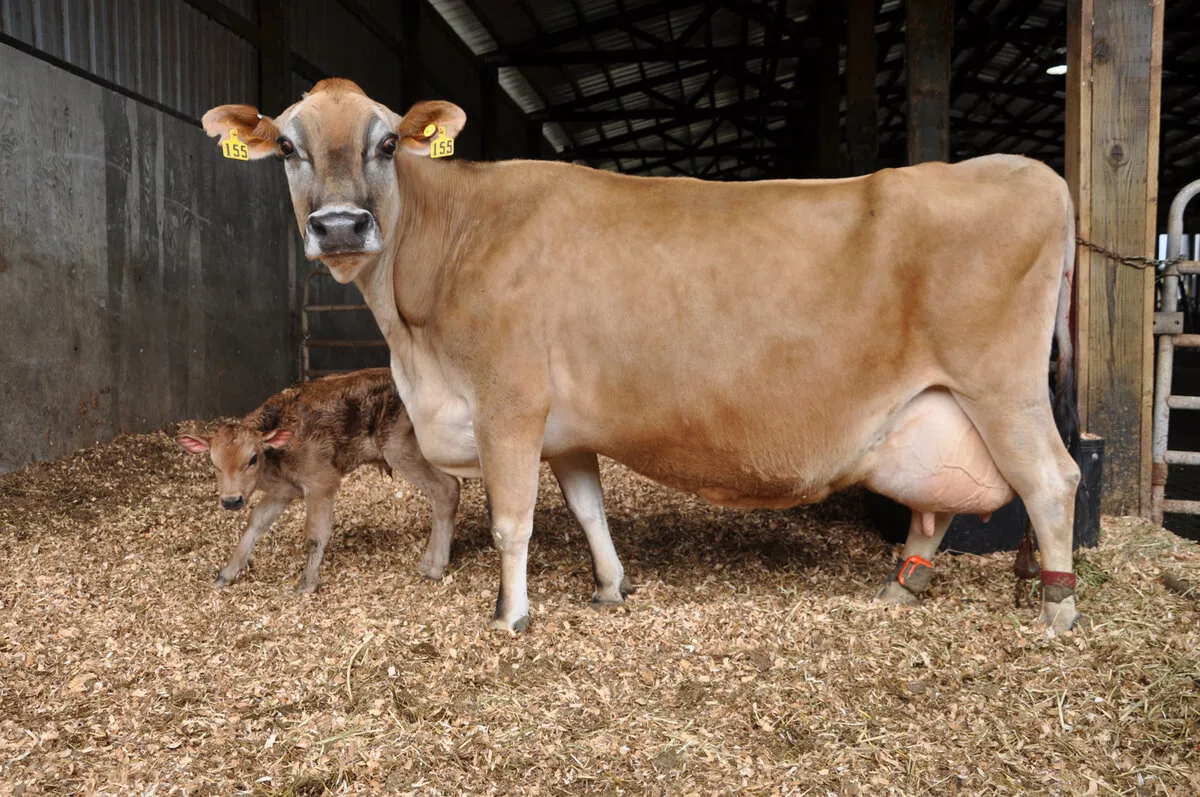 Джерсейская порода коров. Источник: Яндекс Картинки