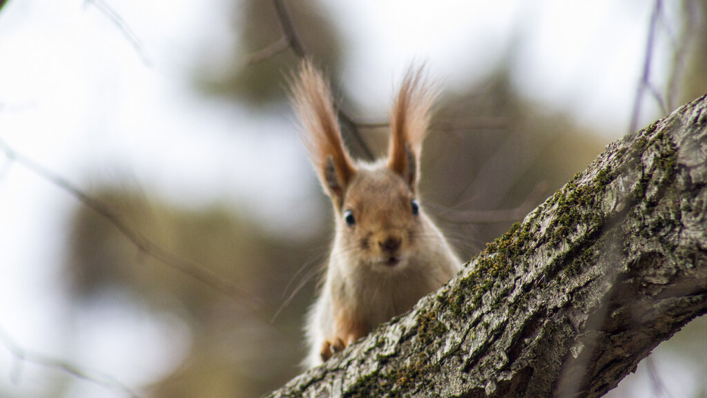 Мир таков, каково наше внимание.