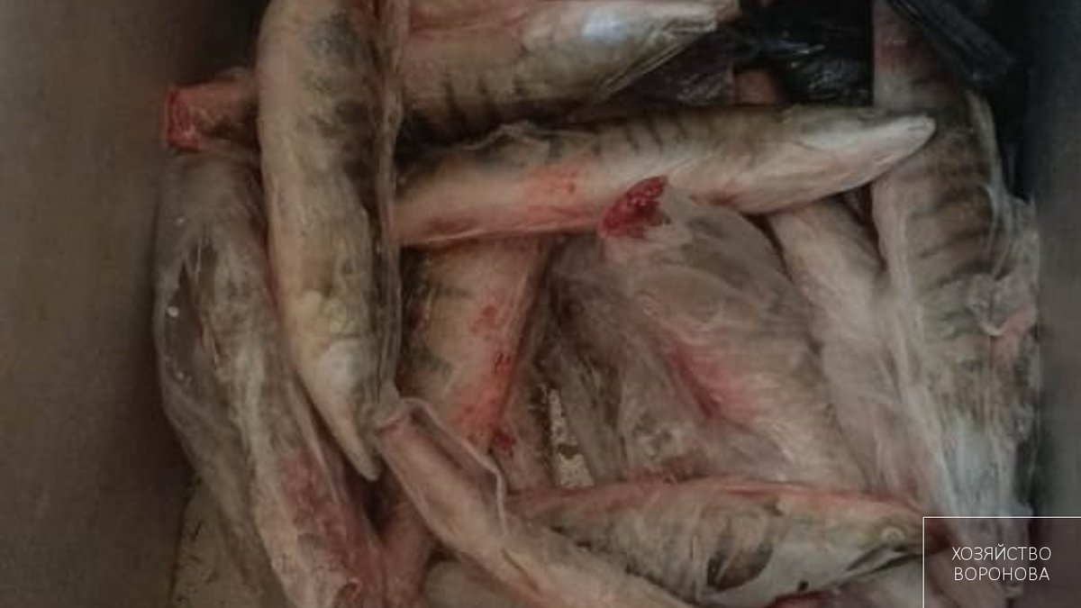 Рыба из морозильной камеры