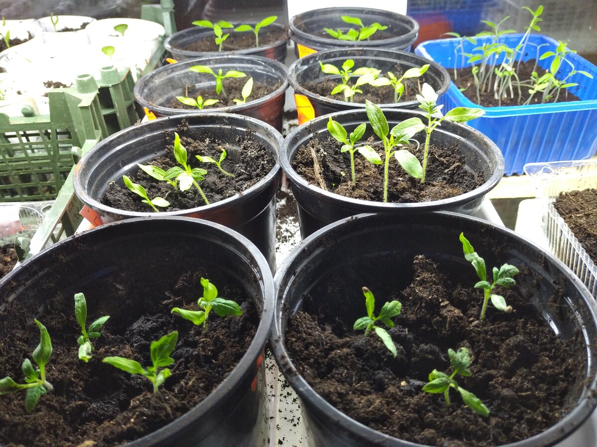 Помидоры "Суперклуша"