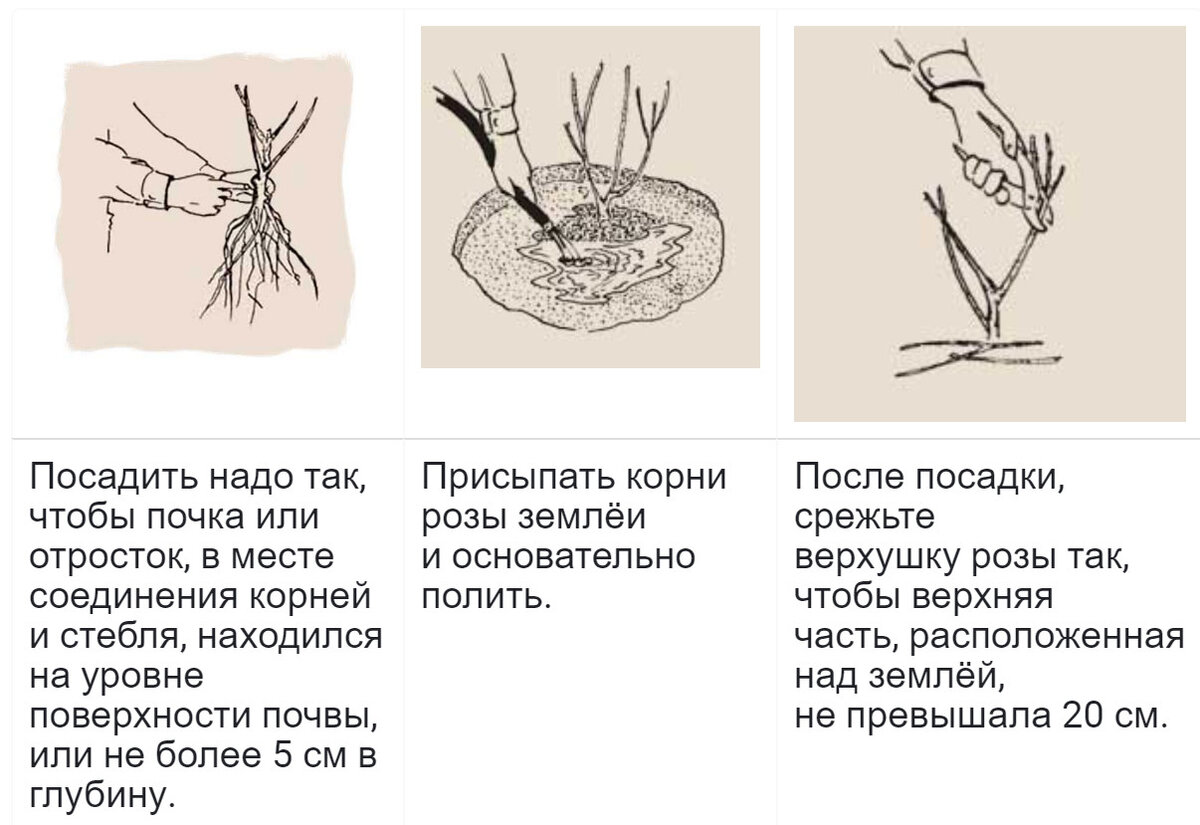 Как правильно сажать розу в грунт летом. Посадить отросток розы. Как посадить отросток розы. Как вырастить розу из отростка. Как правильно посадить отростки роз.