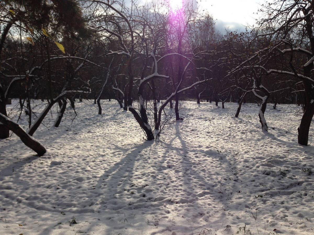 начало леса в деревне