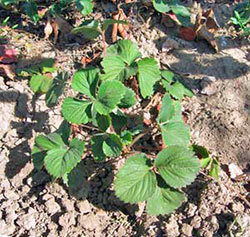 Первый способ:посадка клубники отдельно стоящими кустами.