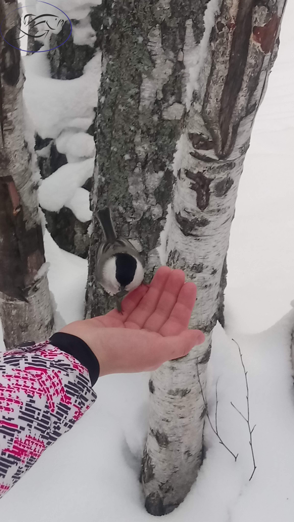 Птицы сопровождают всех немногочисленных посетителей в надежде на угощение