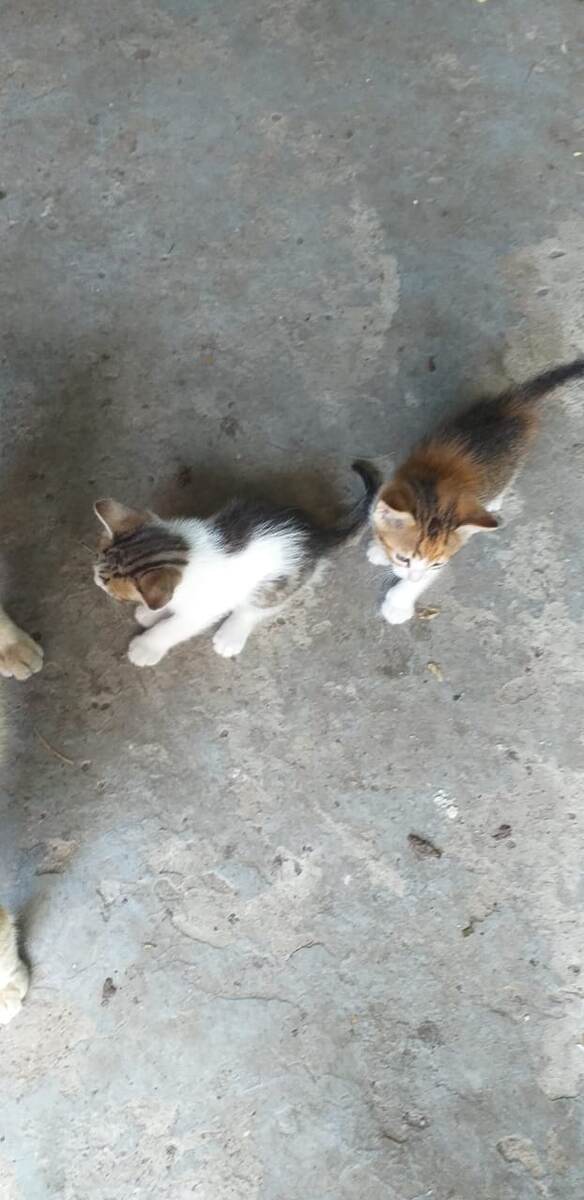 Котята ❤️