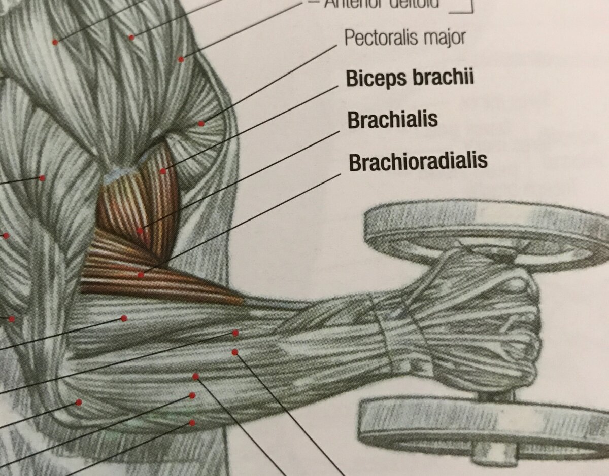 3dmusclejourney.com