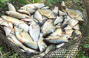 Эта приманка обеспечивает богатый улов даже при плохом клеве!Подробнее
Профан может перепутать спиннинг с нахлыстом, но, при некоторой схожести процесса, техника имеет принципиальные различия. Дело в том, что при забросе спиннинга динамика продвижения обеспечивается весом приманки: блесны, воблера, джиг-головки. При ловле нахлыстом действует иной принцип, ведь вес приманки (в большинстве случаев, мушки), ничтожен. В данном случае рыболов действует по принципу погонщика, орудующего бичом: заброс обеспечивается особой техникой в сочетании с оригинальной конструкцией снасти.