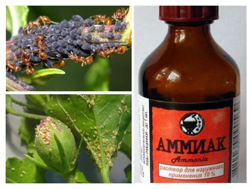 Тля очень быстро размножается, меры нужно принимать как можно скорее.