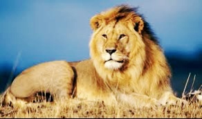 Несите мне еду