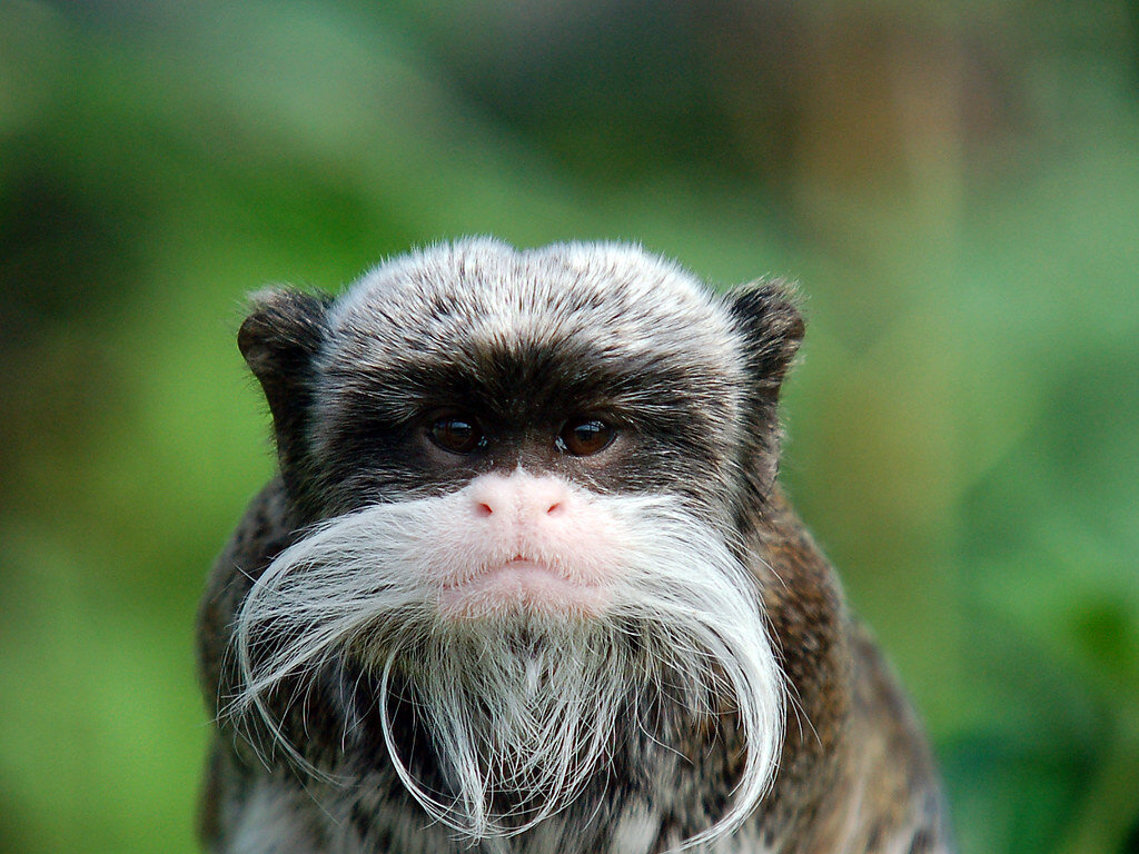 Не смелю ослушаться, сенсей!