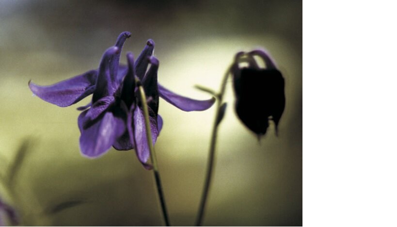 Aquilegia vulgaris рисунок