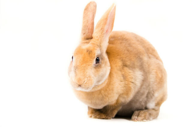 Кролики Рекс: особенности содержания, уход и разведение