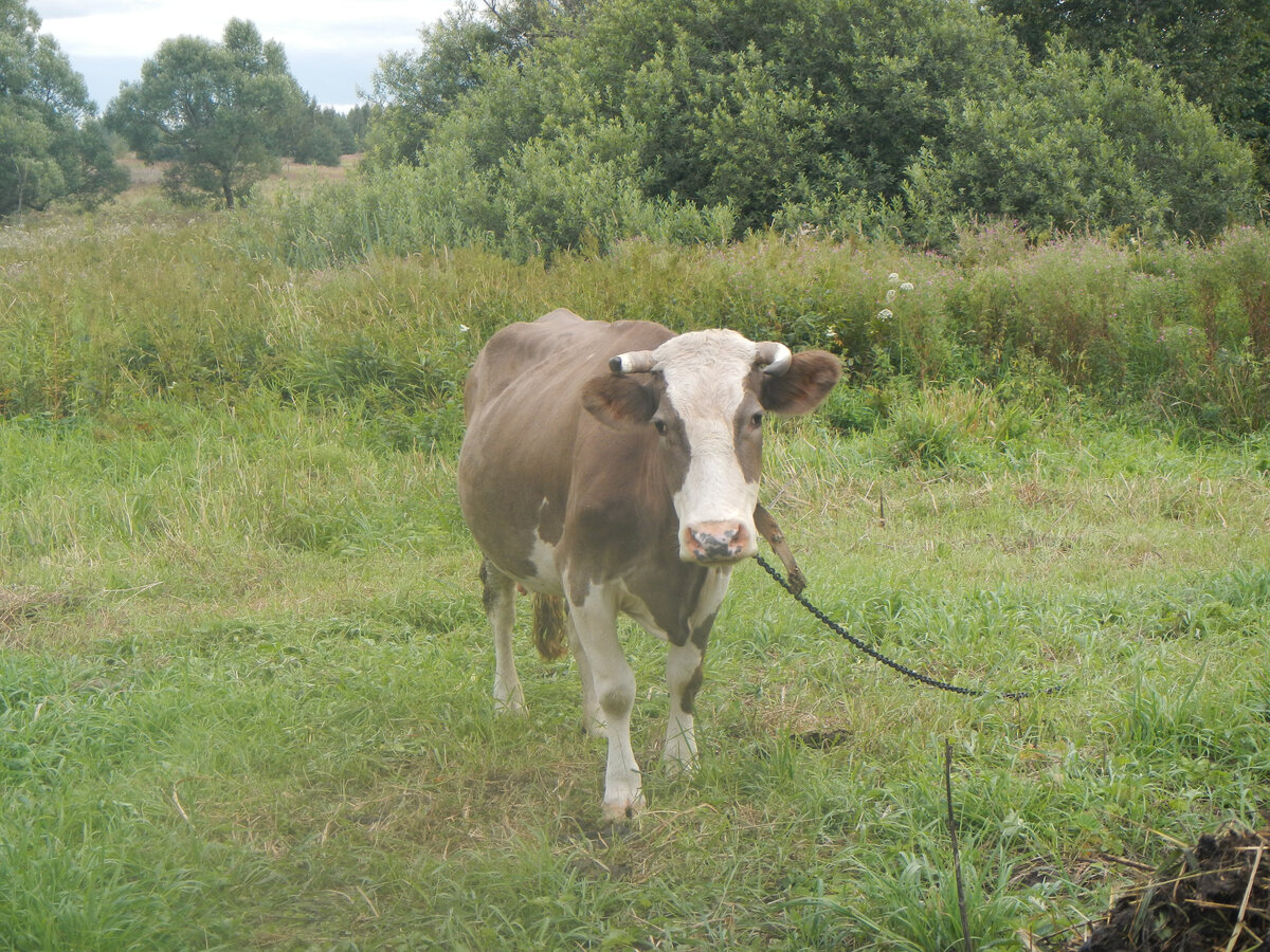 "Основательница" нашей семейной фермы корова Лада.