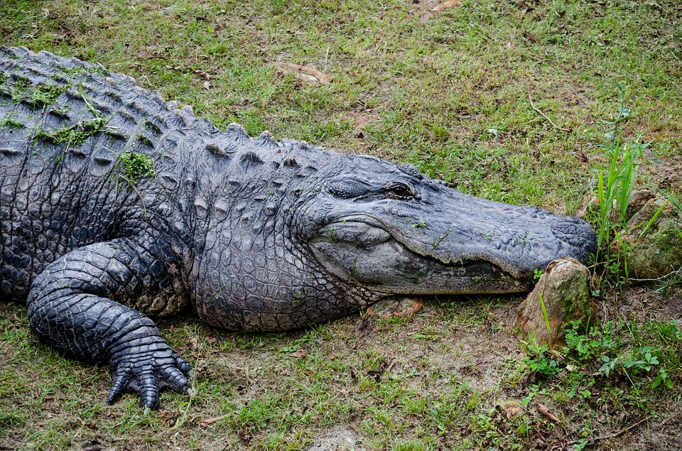 Purussaurus крокодил. Близкий родич аллигатора 6 букв сканворд. Крокодил аллигатор гавиал. Близкий родич аллигатора 6 букв сканворд. Аллигатор монте.