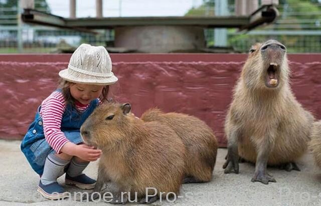 Капибара,  что на языке индейцев гуарани означает «король трав» очень дружелюбное,  общительное и социально адаптированное животное. Самый  крупный грызун легко идет на контакт и очень сильно привязывается к  человеку, регулярно демонстрируя ему свои нежные чувства. Положив голову  на колени хозяина, или, улегшись на спину, подставляя животик, домашний  питомец напрашивается на общение.