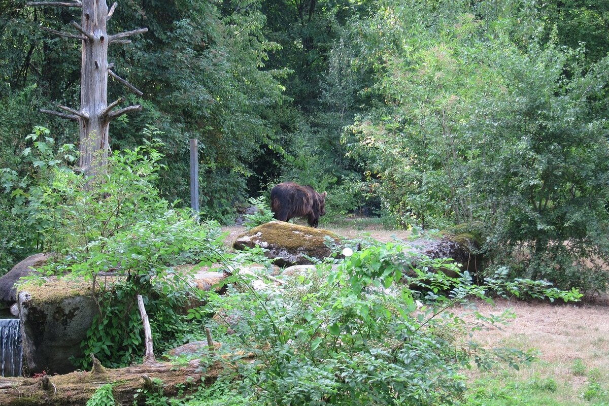 Медведь, лес, фото https://pixabay.com/ru/