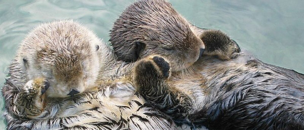 https://www.zmones.lt/photo/4570f92a-94b2-11e8-9f90-aa000054c883/1200x750s/800px-sea_otters_holding_hands_cropped-53846959377d4.jpg