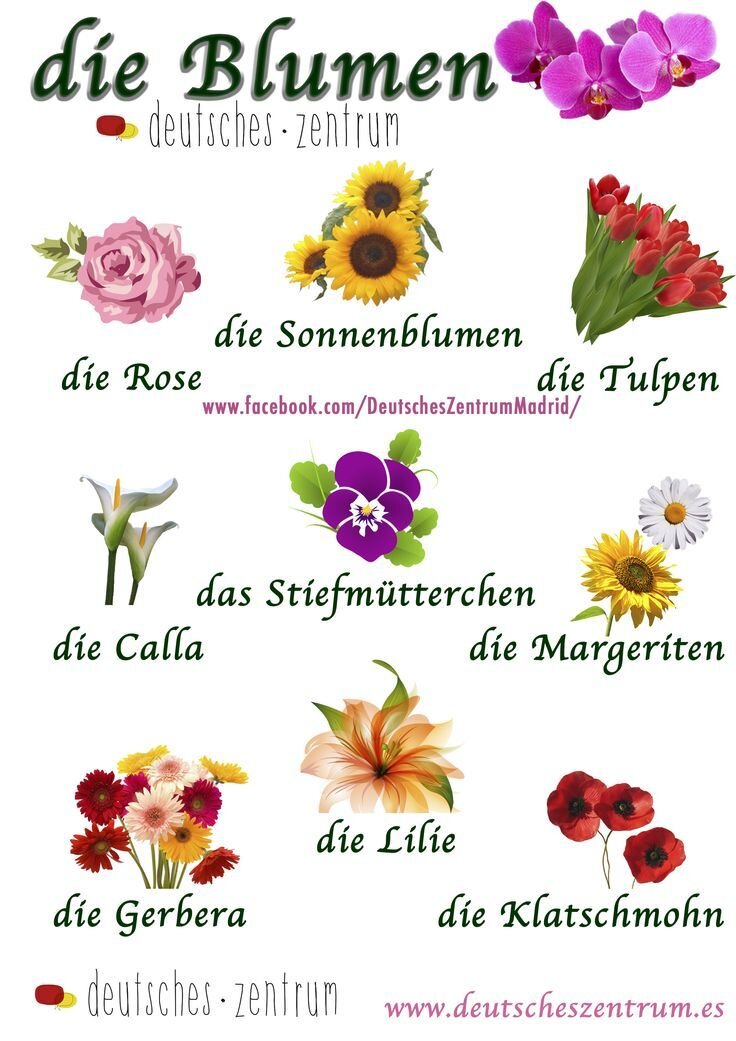 Blumen