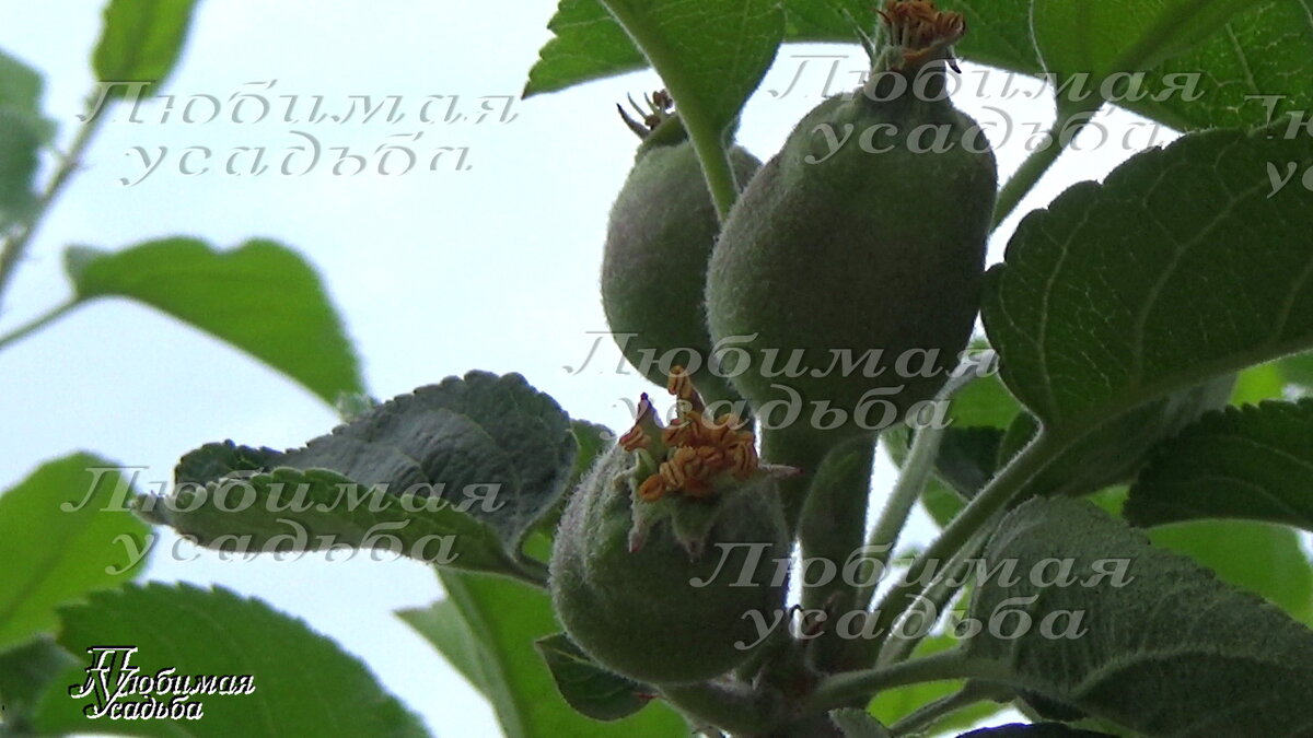 10 мая Краснодар.   Пора развешивать ловушки от вредителей.