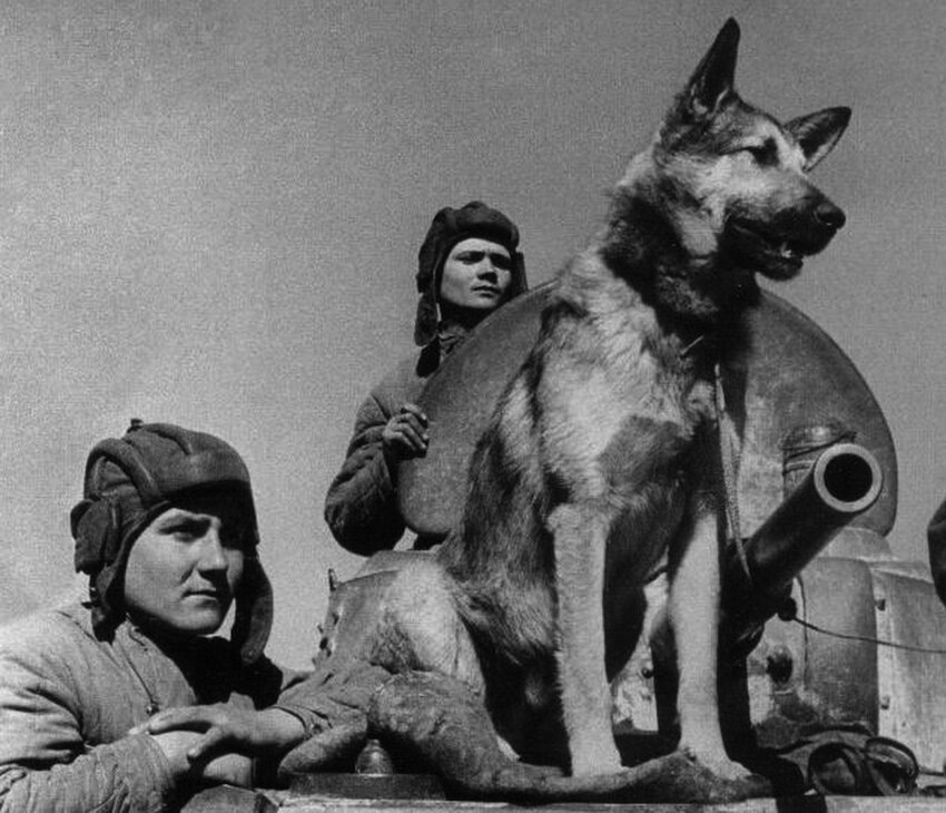 Джульбарс на фото 