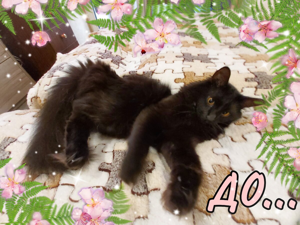 Дворняшка Кузя