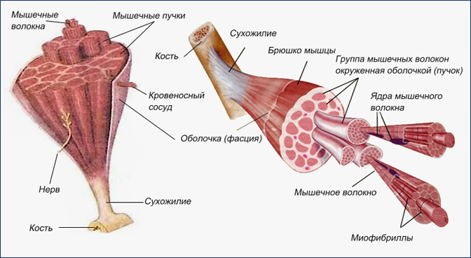Когда и как растут мышцы все о процессе набора мышечной массы