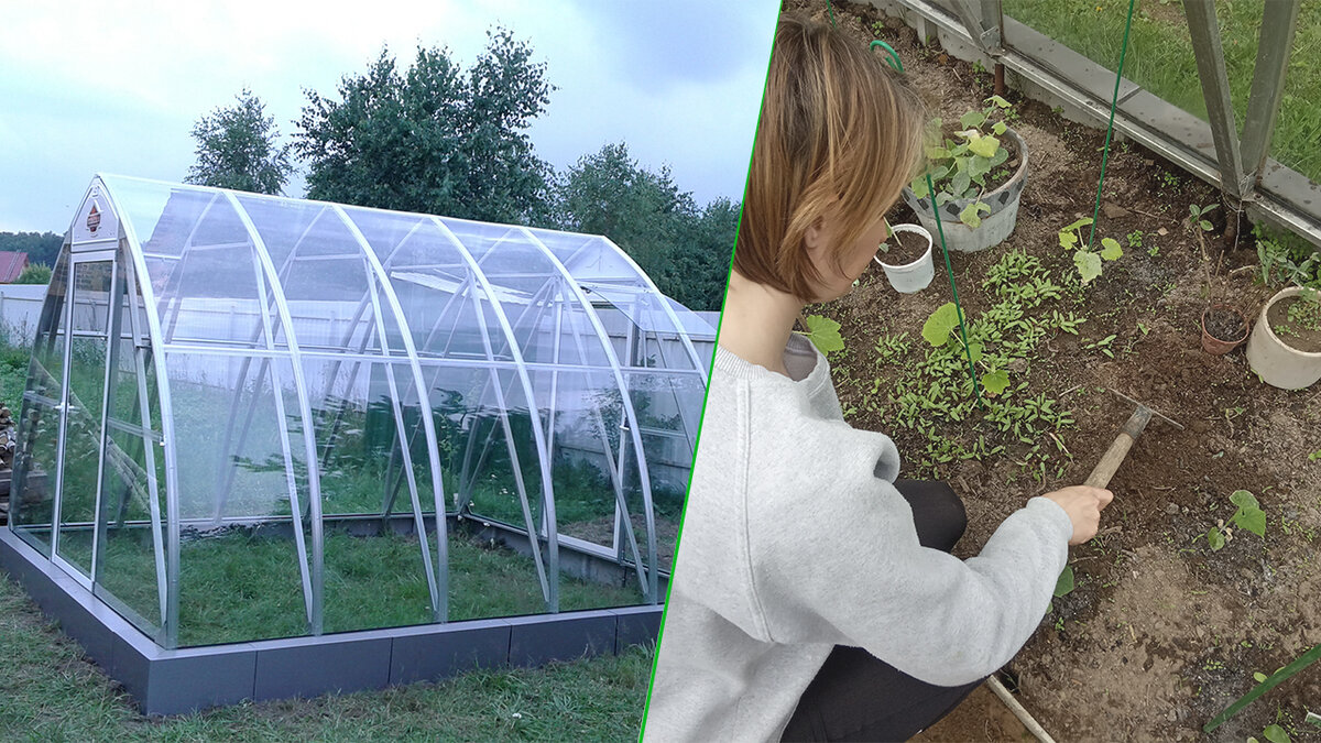 Теплица общий вид.