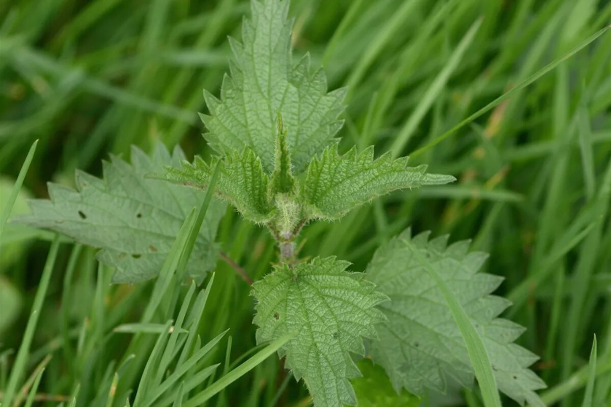 Используем растения в качестве удобрения