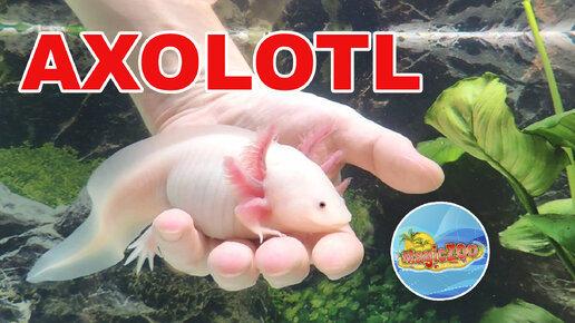 Аксолотль. Аквариум для нового питомца | Axolotl in aquarium.