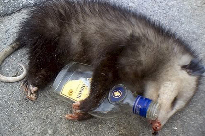 Хорошенький же. И бутылка при нем.