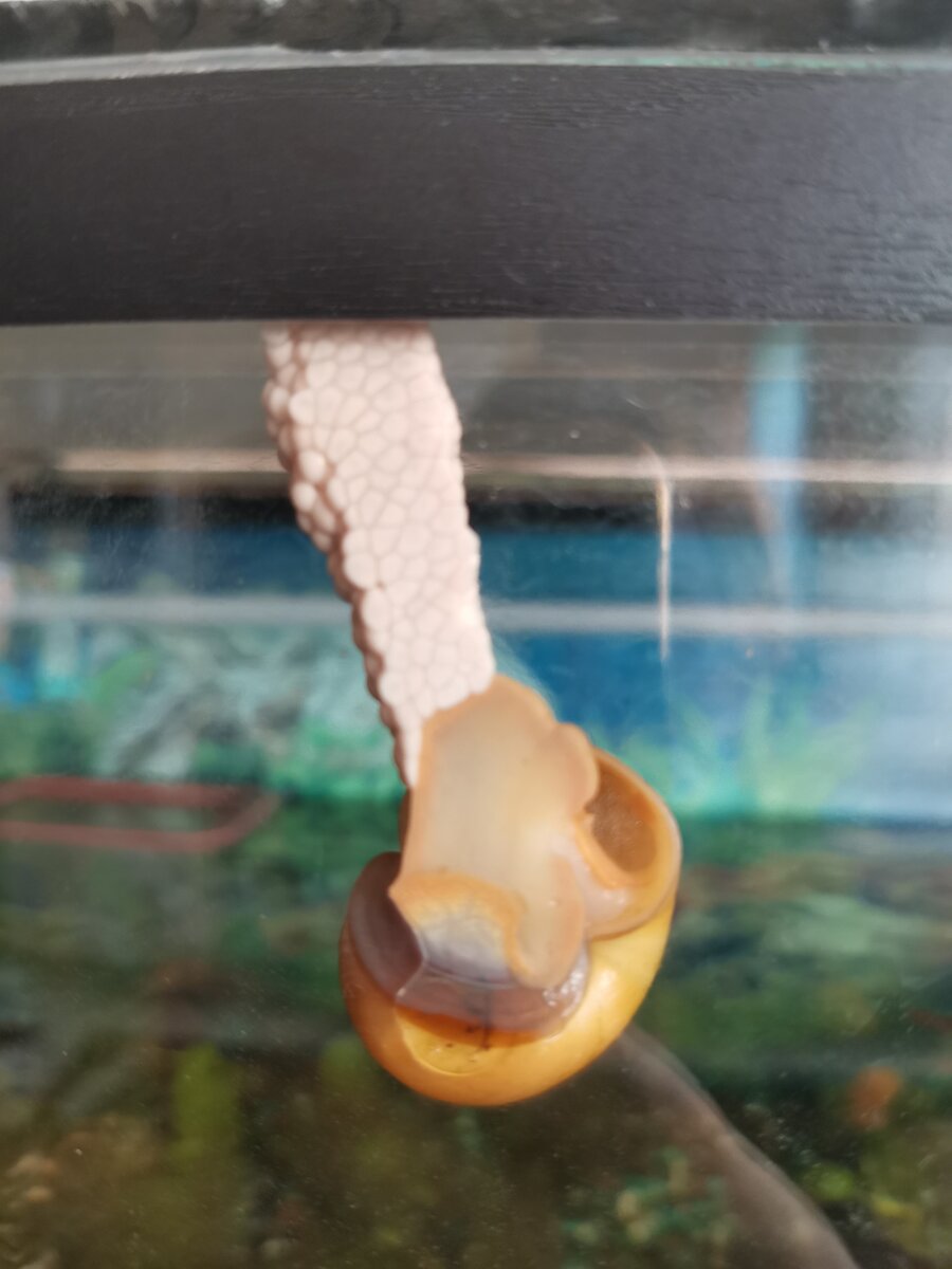 Откладывает икру