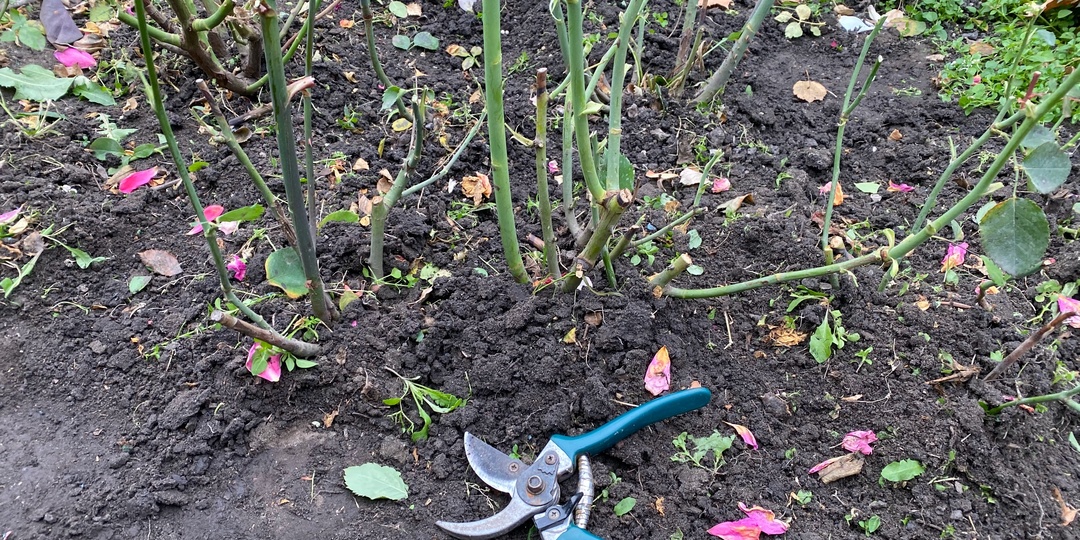 Как обрезать розы на зиму