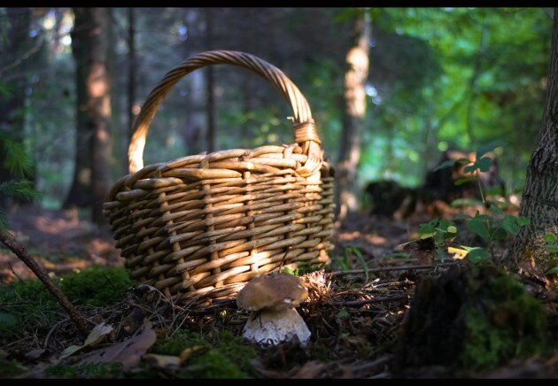 Фото Яндекс. Картинки