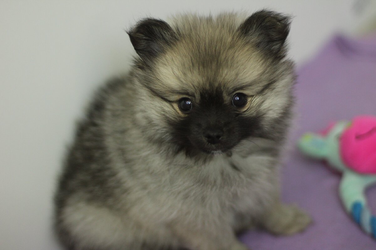 Всем привет! Это моя собачка Тучка породы ШПИЦ. На фото ей 2,5 месяца. 