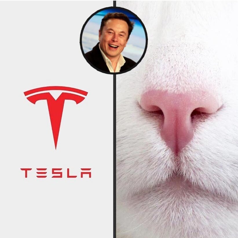 Основатель Tesla Илон Маск подтвердил что логотип его компании является изображением носа кота. Об этом написал в твиттере. Симбиот милоты и гениальности))) 
