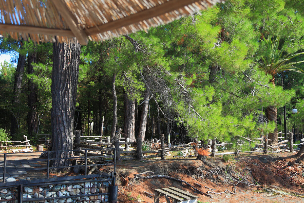 кафе арго абхазия. апацха пицунда абхазский дворик. арго абхазия пицунда. кафе арго абхазия. опк пицунда пляж.