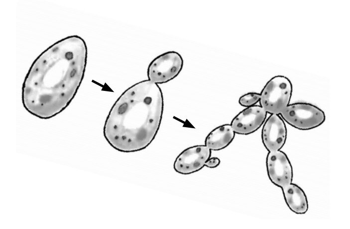 Рассмотрите рисунок с изображением дрожжей какое. Дрожжи размножаются почкованием. Saccharomyces почкование. Почкование дрожжей бесполое размножение. Размножение дрожжей почкованием.