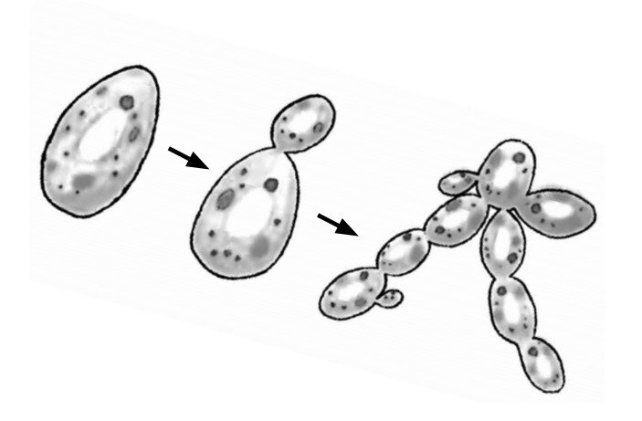 Рисунок дрожжей по биологии